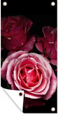 Produktbild von MuchoWow® 40x80 cm Outdoor-Poster Gartendeko Sichtschutz Garten Poster für den Garten  Ein Foto von rosa Rosen mit schwarzem Hintergrund