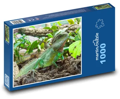 Obrázok produktu pre Puzzle 1000 Leguán v tropickom lese - martinpuzzle