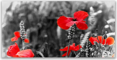 Produktbild von Glasbilder 120x60 Wandbild Druck auf Glas Mohnblumen Pflanzen