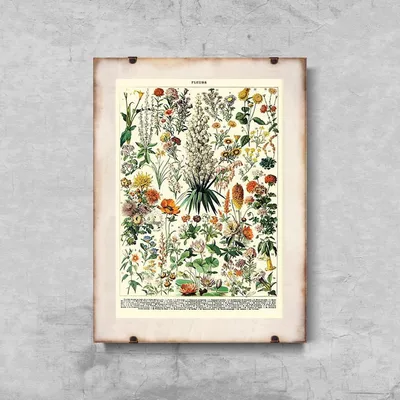 Produktbild von Poster - Canvas - Leinwand - 42 cm x 59,4 cm - Blumendruck Adolphe Millot