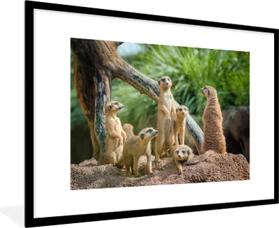 Produktbild von MuchoWow® Gerahmtes Poster Familie - Tiere - Erdmännchen 90x60 cm - Poster mit Schwarzem Bilderrahmen Wandposter Rahmen Foto Bilder - Wanddekoration - Fotos
