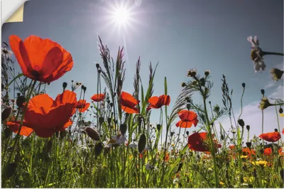 Produktbild von ARTland Wandbild, selbstklebend Mohnblumenwiese I Größe: 120x80 cm
