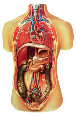 Anatomische Schultafel Organe, 84 x 200 cm, wasserfest
