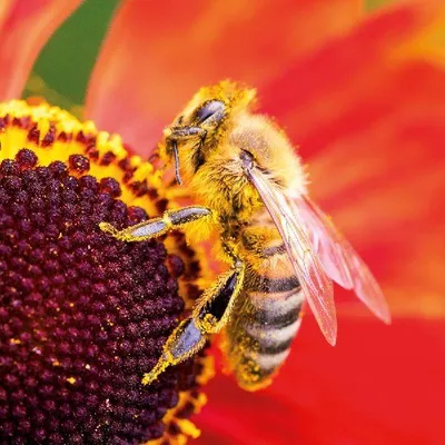 Produktbild von Wandkalender 2027 Bienen 30x30 cm (geöffnet 30x60 cm) mit Extra Poster Broschürenkalender