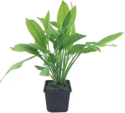 Produktbild von Mutterpflanze Aquariumpflanze Echinodorus grisebachii Bleherae AquaOne Nr.371 XL