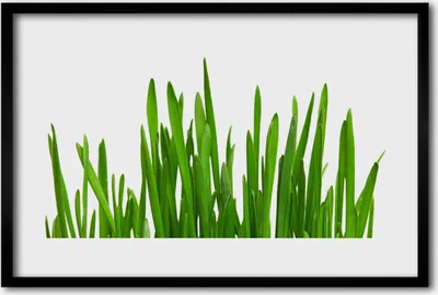 Produktbild von Bild 60x40 MDF-Rahmen Wandkunst Grass On Wall