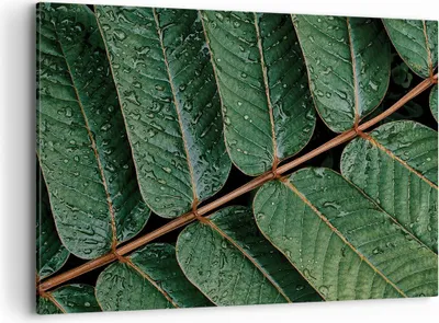 Produktbild von Bild auf Leinwand - Leinwandbild - Einteilig - Tropfen Wasser Blätter - 100x70cm - Wand Bild - Wanddeko - Wandbilder - Leinwanddruck - Bilder - Wanddekoration - Leinwand bilder - AA100x70-4328