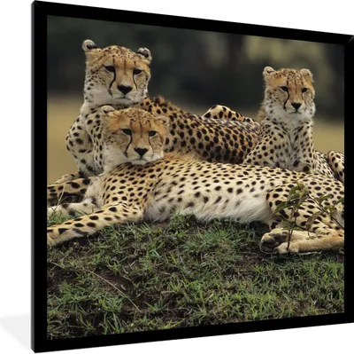 Produktbild von MuchoWow® Gerahmtes Poster Drei Geparden in der Savanne 40x40 cm - Poster mit Schwarzem Bilderrahmen Wandposter Rahmen Foto Bilder - Mit Rahmen - Wanddekoration Schlafzimmer