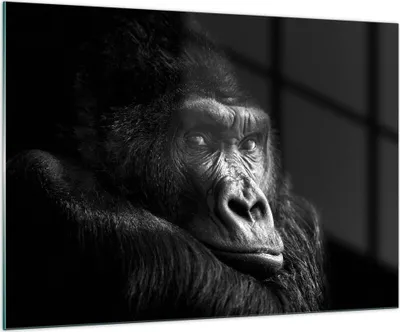 Produktbild von Bilder auf glas - Einteilig - Affe Gorilla Porträt - 100x70cm - Glasbilder - Wandbilder - Bilder - zum Aufhängen bereit - Wanddekoration aus Glas - Glas Bilder - Wandbild auf Glas - GAA100x70-5007