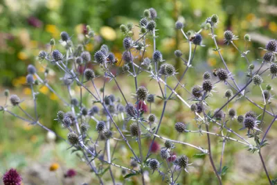 Produktbild von Eryngium planum 'Blaukappe', Edeldistel, stahlblau, ca. 9x9 cm Topf