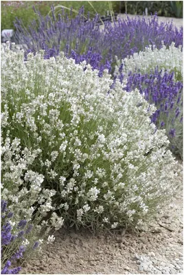 Produktbild von Stauden Gänge 1 x Lavandula angustifolia 'Alba Nana' - Echter weißer Lavendel - Stecklingsvermehrt - Tolle Blüten - Sehr Bienenfreundlich
