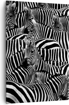 Produktbild von Bild auf Leinwand - Leinwandbild - Einteilig - Tiere Zebra Streifen - 70x100cm - Wand Bild - Wanddeko - Wandbilder - Leinwanddruck - Wanddekoration - Leinwand bilder - Wandbild - PA70x100-0340