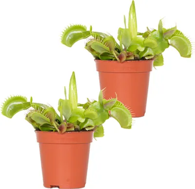 Zdjęcie produktu dla 2x Dionaea Muscipula – Roślina mięsożerna – Łatwa w utrzymaniu – ⌀6 cm – 05-10 cm
