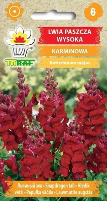 Obrázok produktu pre Snapdragon vysoký karmínový Kvetinové semená - 556 Toraf