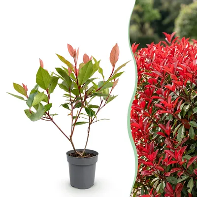 Produktbild von Green boutiQ - 24x Photinia fraseri Little Red Robin - Glanzmispel - Heckenpflanzen - Immergrün - Rot - Topf 9cm - Höhe 25-35cm