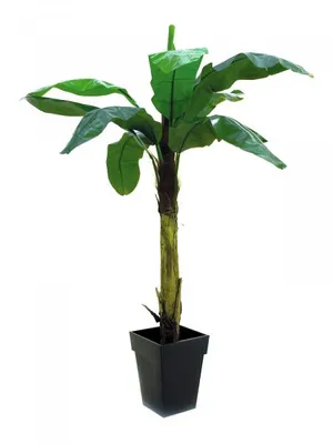 Obrázek produktu pro Europalms Bananenbaum Kunstpflanze 210cm 82509507