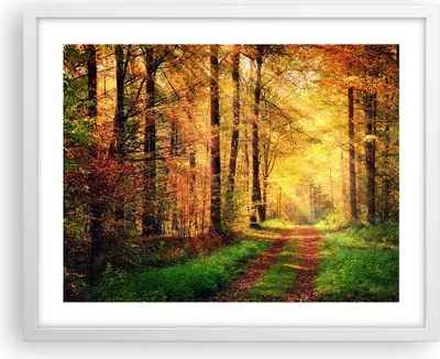 Produktbild von Gerahmtes Poster - Weißer Rahmen - Wald Baum Natur - 50x40 cm - Wand Bild - Wanddeko - Wandbilder - Kunstposter - Wandposter - Bilderrahmen - Bilder - Kunstdruck - Wandbild - P2WAA50x40-3718