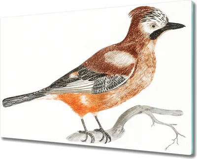 Produktbild von Coloray Kochplattenabdeckung Herdabdeckplatte 80x52 cm Hackbrett Schneidebrett Küchenbrett - Tier Vogel Zweig