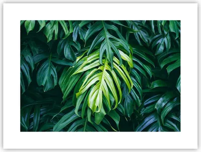 Produktbild von Poster - Poster ohne Rahmen - Blume Natur - 40x30 cm - Wand Bild - Wanddeko - Wandbilder - Kunstposter - Wandposter - Bilder - Kunstdruck - Wanddekoration - Wandbild - P2XAA40x30-3951