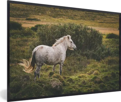 Produktbild von MuchoWow® MuchoWow® Gerahmtes Poster Pferd - Weiß - Island 60x40 cm - Poster mit zchwarzem Bilderrahmen - Printing - Wanddeko Schlafzimmer