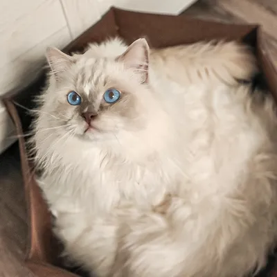 Produktbild von AVA Katzenbett aus Filz | Canadian Cat | Größe L | Braun