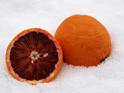 Image de Citrus sinensis Sanguinello 80-100 cm - Orange sanguine