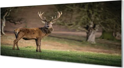 Produktbild von Glasbilder 125x50 Wandkunst Deer auf dem Gebiet