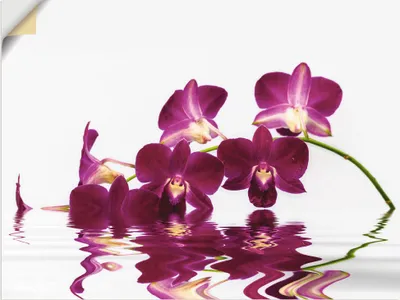Produktbild von ARTland Wandbild, selbstklebend Phalaenopsis Orchidee Größe: 40x30 cm
