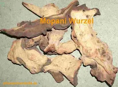 Produktbild von Wurzel aus Mopaniholz ca. 20-25 cm, Mopani