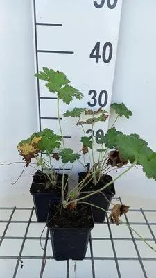 Immagine prodotto di 6 x Geranium ibericum - Cranesbill - vaso 9 x 9 cm