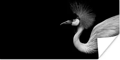 Produktbild von MuchoWow® Poster Kranich - Schwarz - Weiß - Vogel - Tiere 40x20 cm - Poster für die Wand - Poster Schlafzimmer