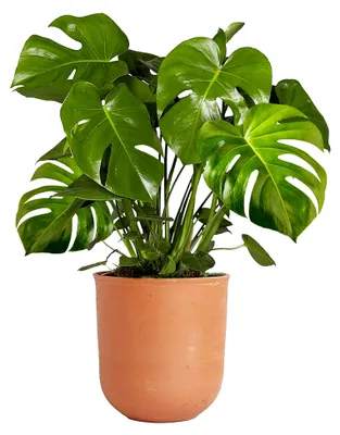 Produktbild von Zimmerpflanze im Topf 40-50 cm | Monstera Deliciosa