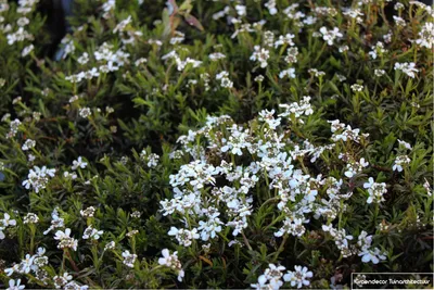 Produktbild von 6 x Iberis Sempervirens 'Weisser Zwerg' - Schleifenblume - Topf 9 x 9 cm