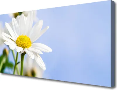 Produktbild von Tulup Leinwand-Bilder 100x50 Wandbild Canvas Kunstdruck Gänseblümchen Pflanzen