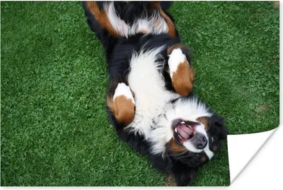 Produktbild von MuchoWow® Poster Berner Sennenhund im Gras liegend 120x80 cm - Bilder