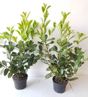 Produktbild von 10x Prunus Novita Kirschlorbeer 80-100 cm – Immergrüne Heckenpflanzen winterhart – Kirschlorbeer Hecke im Topf – Sichtschutz Pflanzen schnellwachsend