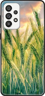 Produktbild von König Design Hülle kompatibel mit Samsung Galaxy A73 5G Kunststoff Soft Handyhülle - Handy Case Kornfeld