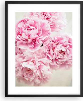Produktbild von Gerahmtes Poster - Schwarzer Rahmen - Pfingstrosen Blumenstrauß Blumen - 40x50 cm - Wand Bild - Wanddeko - Wandbilder - Kunstposter - Wandposter - Bilderrahmen - Bilder - Kunstdruck - P2BPA40x50-4961