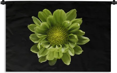 Produktbild von MuchoWow® Wandteppich Wandbehang Eine Nahaufnahme der Chrysanthemenblüte vor schwarzem Hintergrund 120x80 cm Tapisserie Dekoration Wandtuch - Wanddekorationen - Wandtücher