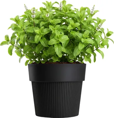 Produktbild von HowHomely | Blumentopf - Blumenkübel - 17x20 cm - schwarz - Rillenstruktur - aus Recyclingmaterial - Pflanztopf
