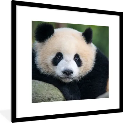 Produktbild von MuchoWow® Gerahmtes Poster Panda - Wildtiere - Porträt - Stein 40x40 cm - Poster mit Schwarzem Bilderrahmen Wandposter Rahmen Foto Bilder - Poster - Plakat im Rahmen