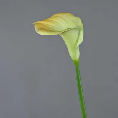 Produktbild von artplants.de Deko Blume Calla DAISCHI, gelb-grün, 70cm - Künstliche Zantedeschia