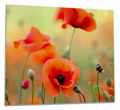 Produktbild von Wallario Herdabdeckplatte aus Glas, Größe 60 x 52 cm 1-teilig, Motiv Mohnblumenblüten