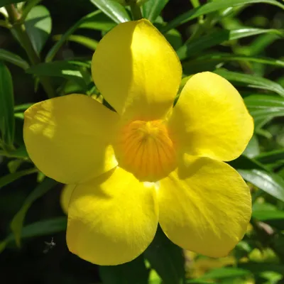 Immagine prodotto di Allamanda (Allamanda cathartica)  - 5 semi