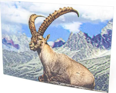 Produktbild von 3D Postkarte Steinbock