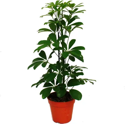 Obrázok produktu pre Exotický srdcový lú? aroid Schefflera arboricola Nora zelenolistý 1 rastlina jednoduchá starostlivos? izbová rastlina ?istenie vzduchu 12cm kvetiná?