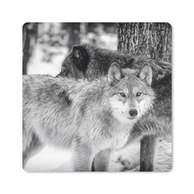 Produktbild von MuchoWow® Mauspad Mousepad Gruppe von Wölfen in Schwarz und Weiß 20x20 cm - Mousepads - Maus Mat - Pad - Mausunterlage - Desk Mat - Bureauartikeln