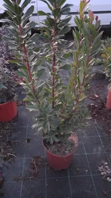 Obrázek produktu pro Jahodník 100-140 cm Arbutus unedo - jahodový keř - zimní kvetoucí a středomořský keř80-100 cm Arbutus unedo - jahodový keř - zimní kvetoucí a středomořský keř