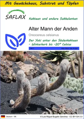 Produktbild von SAFLAX Anzucht Set - Alter Mann der Anden - Oreocereus celsianus - 40 Samen - Mit Mini-Gewächshaus, Anzuchtsubstrat und 2 Töpfen