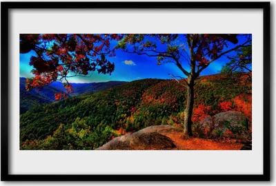 Produktbild von Bild 60x40 MDF-Rahmen Wandkunst Mount Forest Nature